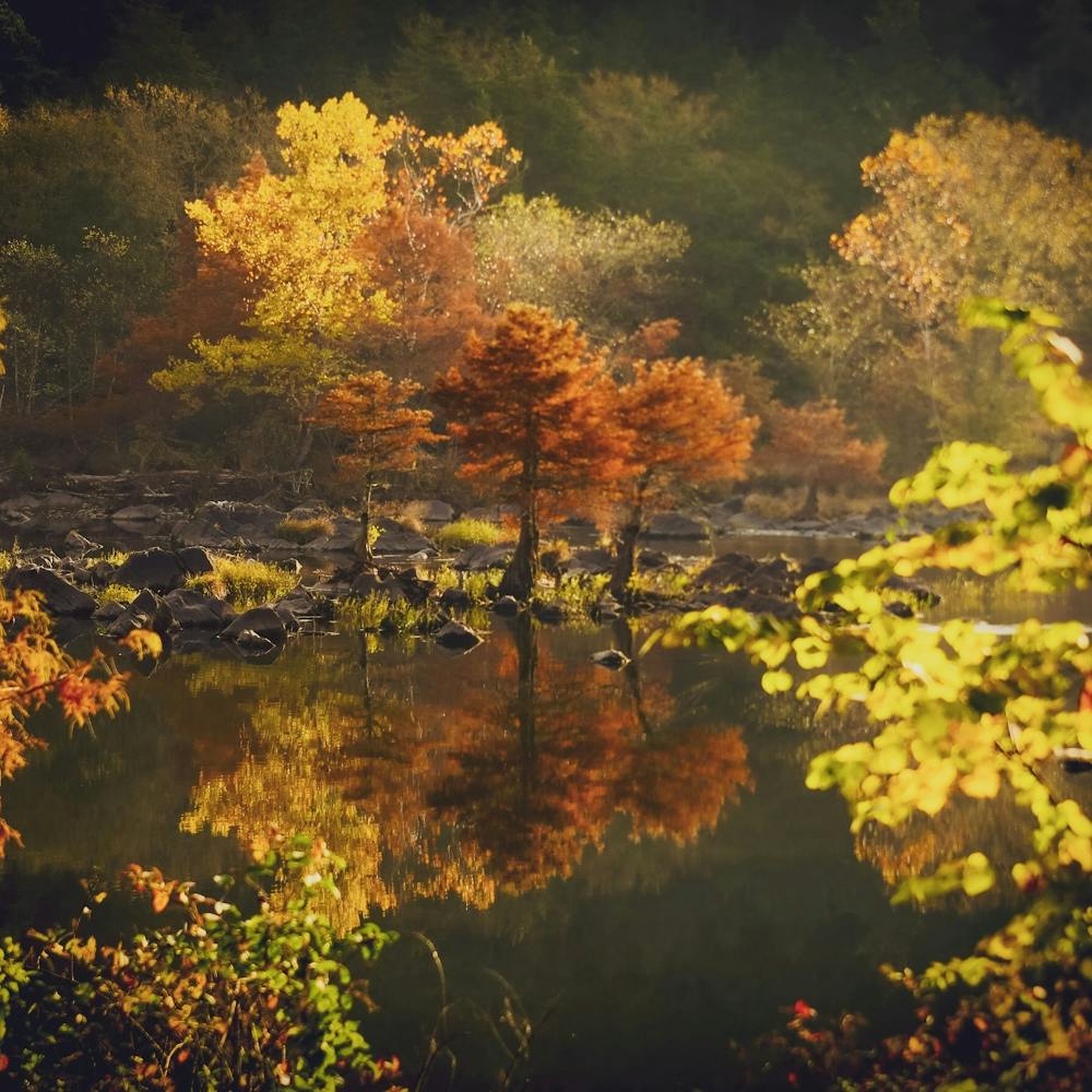 Autumn Trees Reflected In A Lake