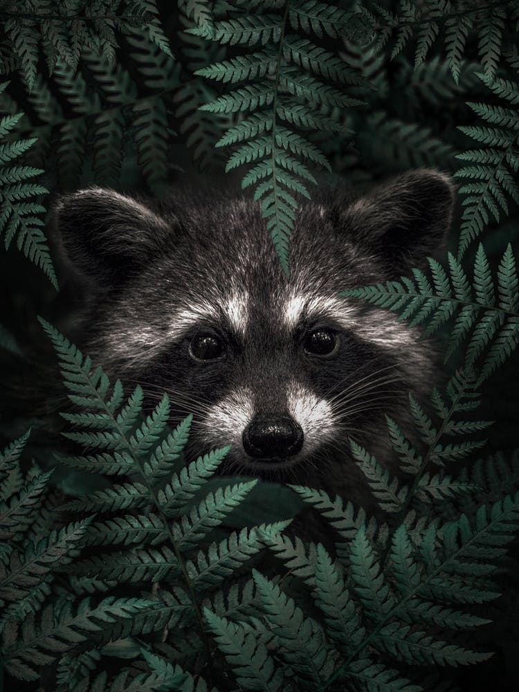 Raccoon In The Forest