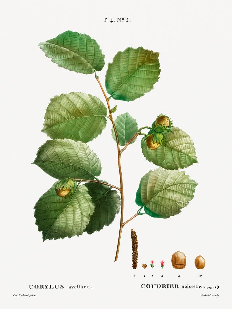 Hazelnut, Pierre Joseph Redoute 2