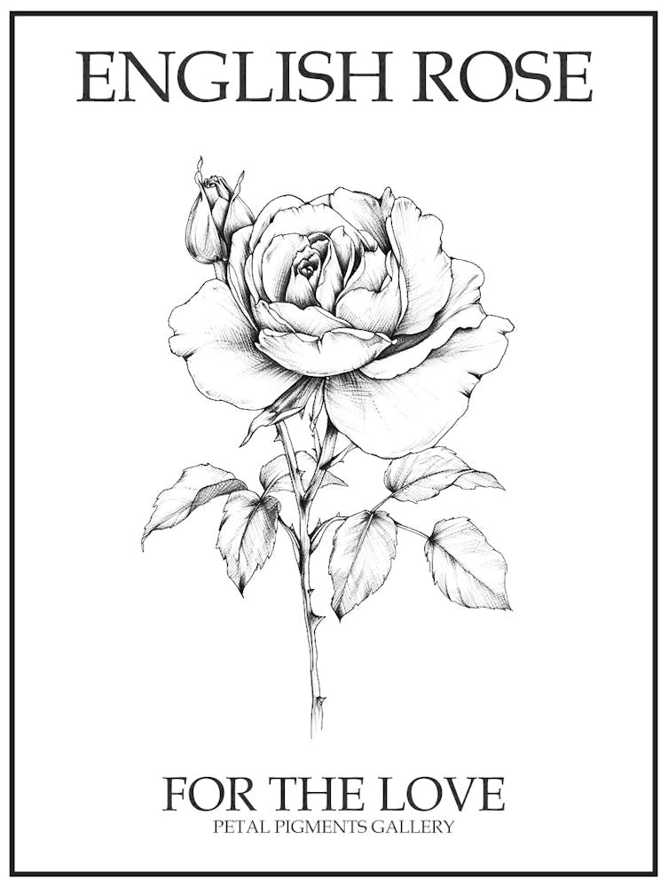 English Rose Black And White Line Drawing 1 Poster