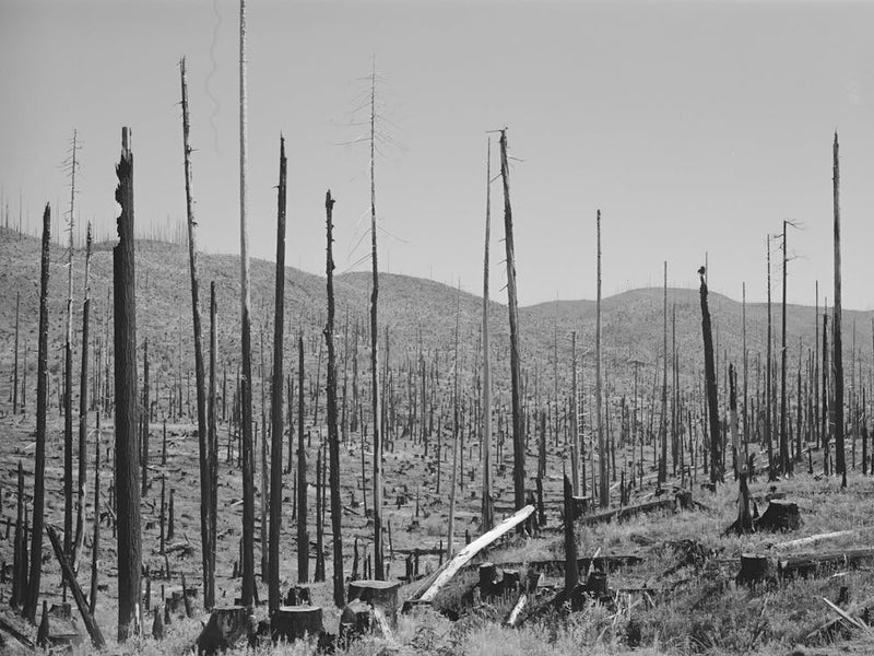 Cut Over Burned Over Forest Land, Clatsop County, Oregon By Russell Lee 1