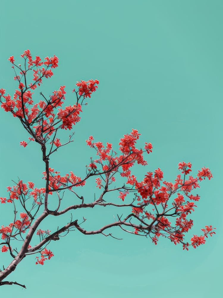 Red Cherry Blossoms Against Blue Sky
