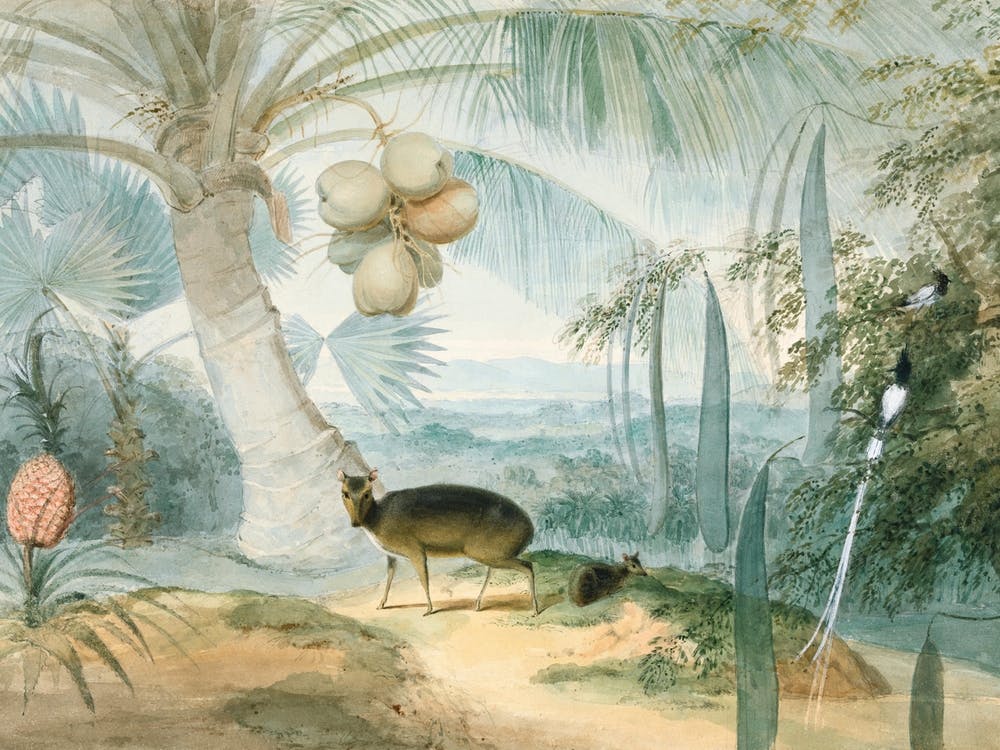 A Landscape in Ceylon with Barking Deer and Fawn and a Pair of Paradise Fly-Catchers by Samuel Daniell (1808-1811)