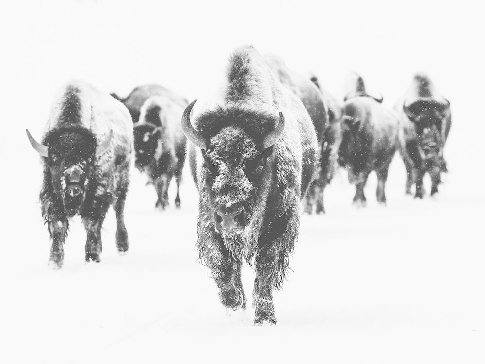 Bison Winter Scene