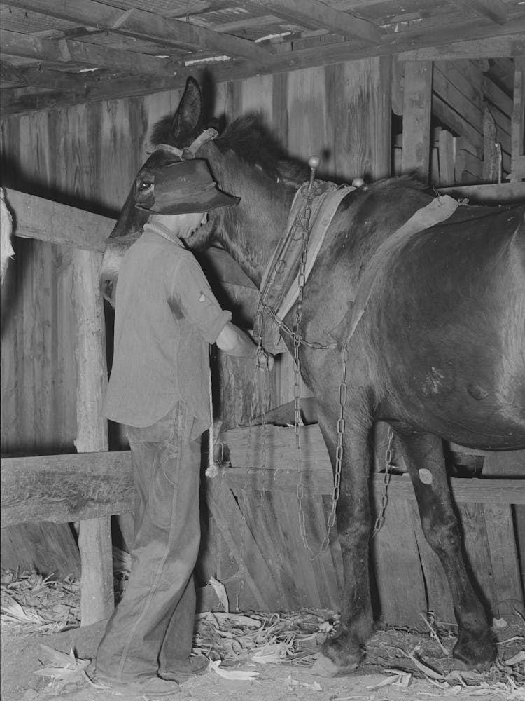 Son Of Tenant Farmer Harnessing Horse Near Muskogee, Oklahoma, See General Caption No