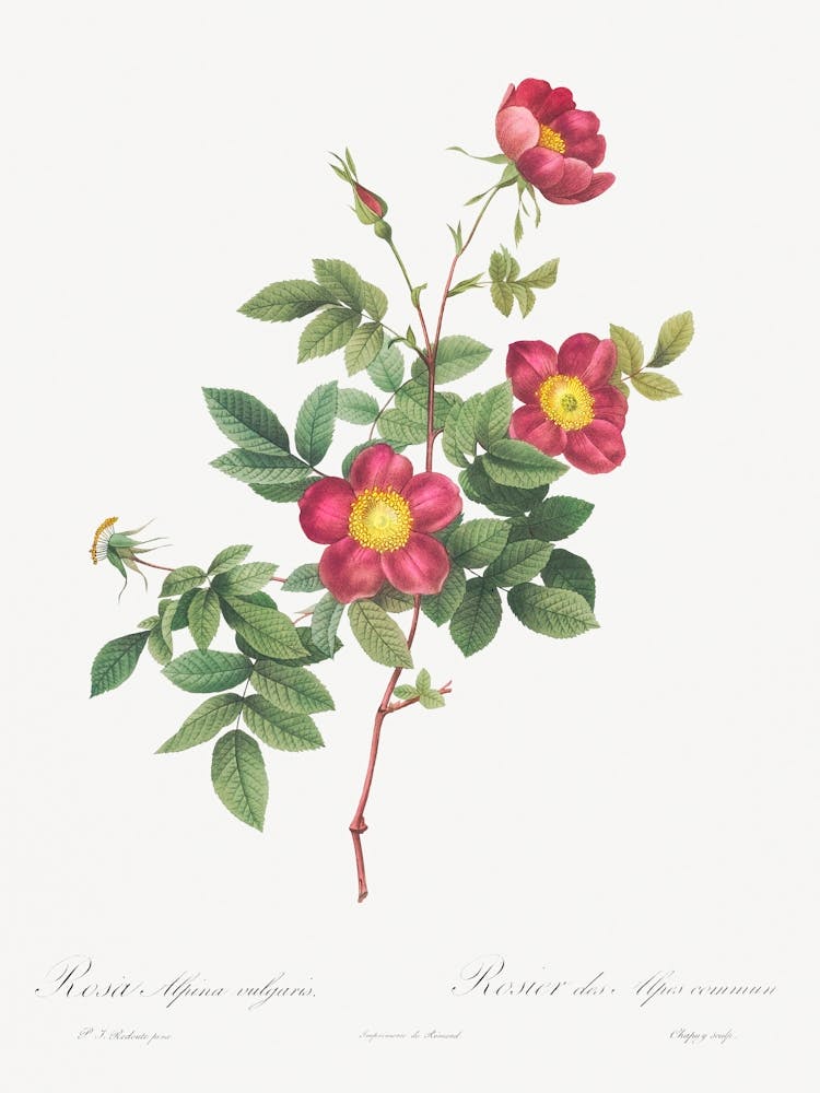 Alpine Rose, Pierre Joseph Redoute (2)