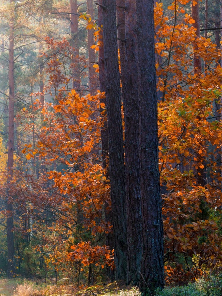Autumn In The Forest