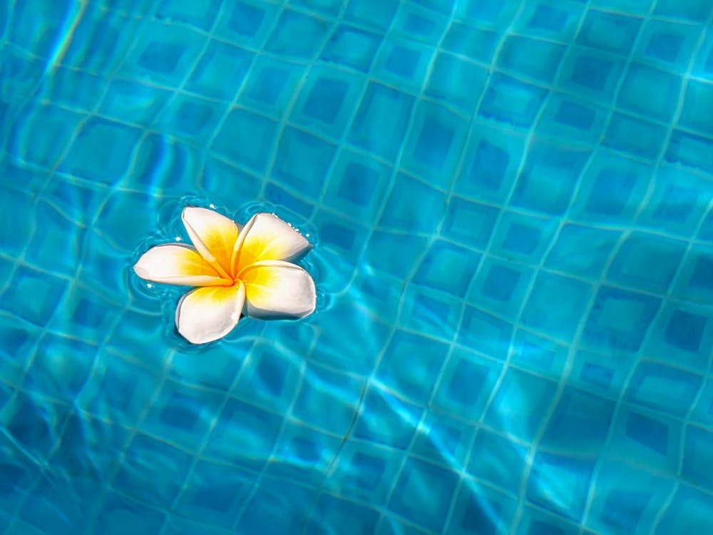 Tropical Flower In The Pool
