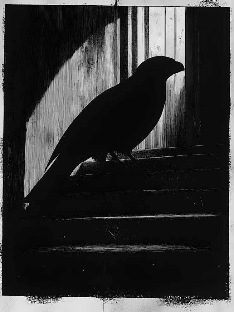 Black Crow 4