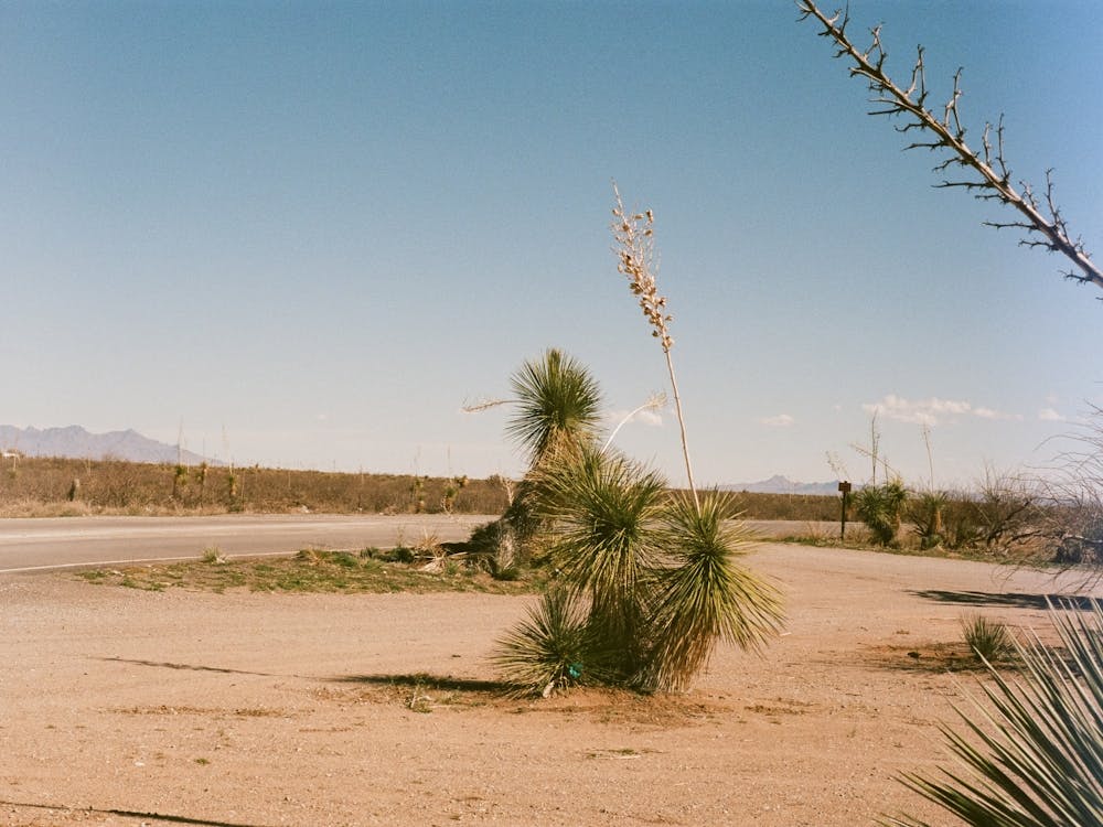 Joshua Tree
