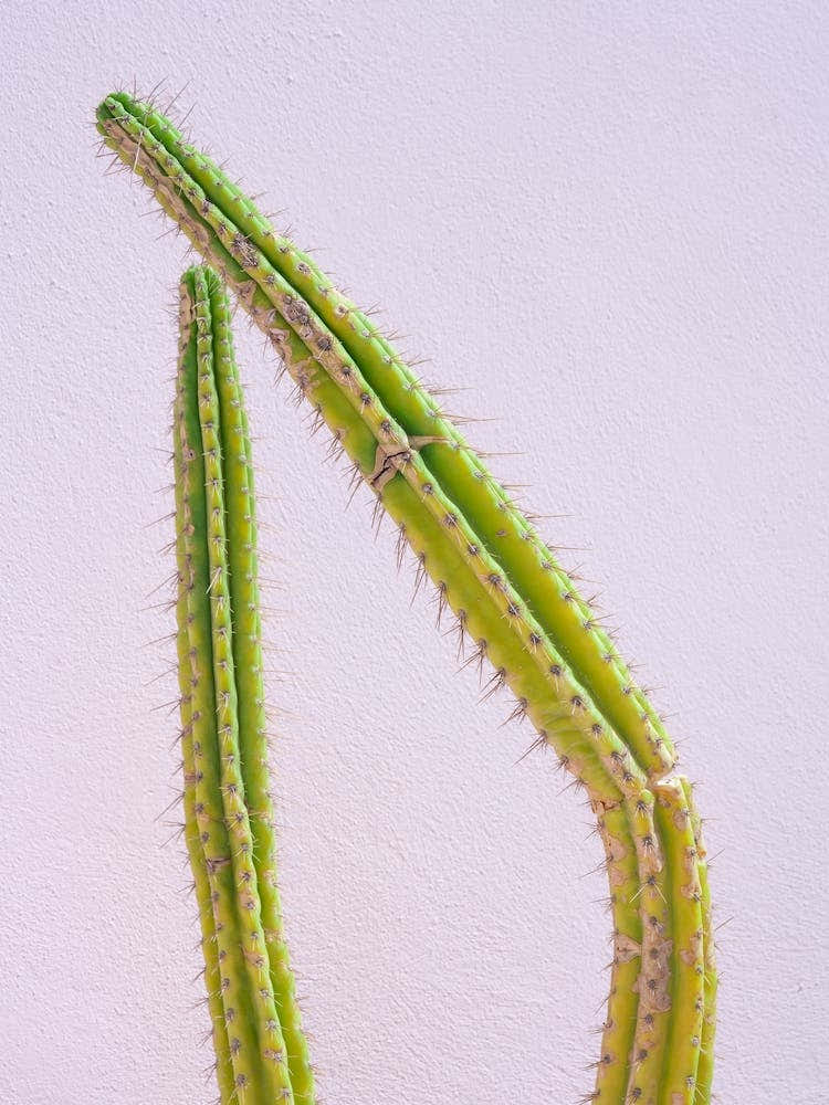 Green Cactus On Pastel Pink Textured Wall