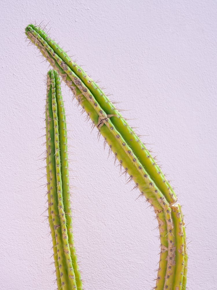 Green Cactus On Pastel Pink Textured Wall