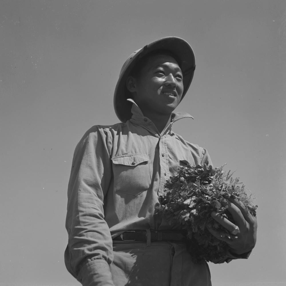 Malheur County, Oregon, Japanese American Farm Worker With Celery Plants By Russell Lee