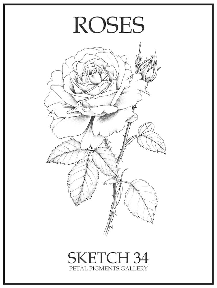 Roses Sketch 34 Poster