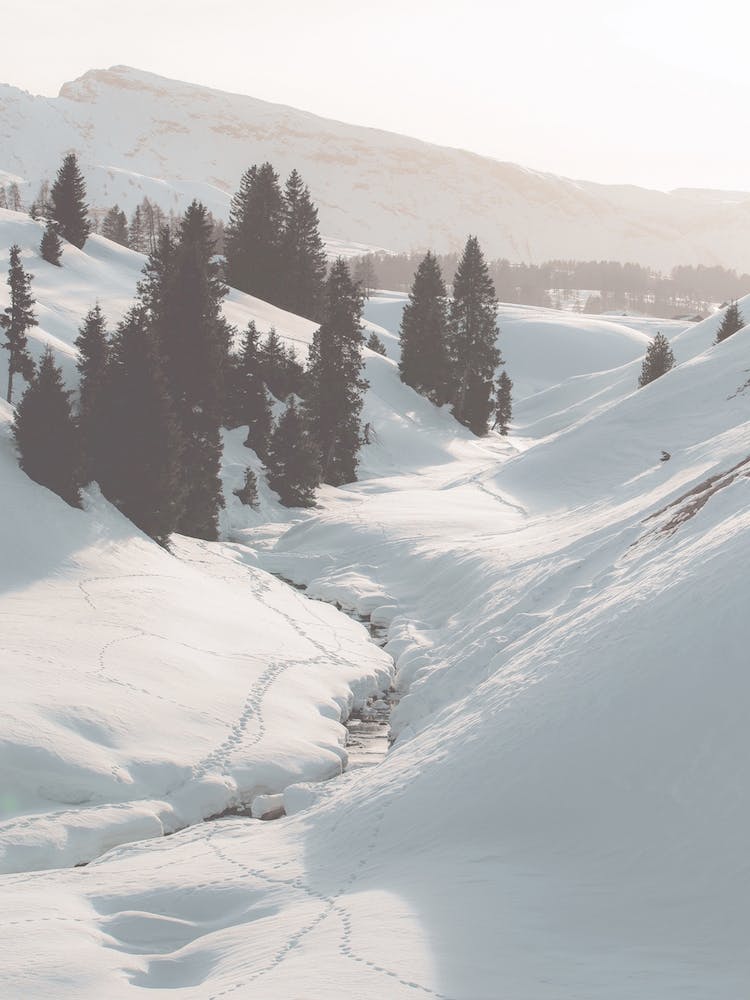 Deep Snow Forest