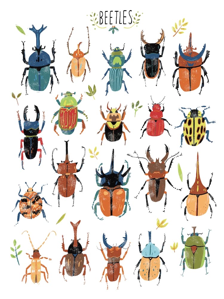 Beetles