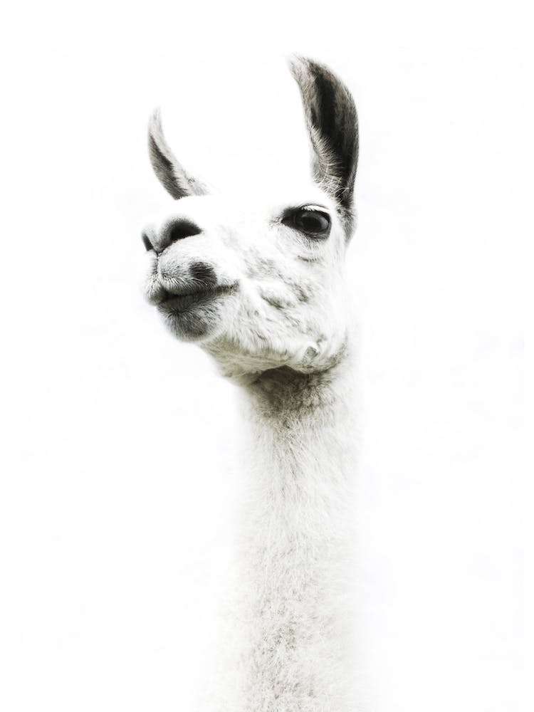 Lama I