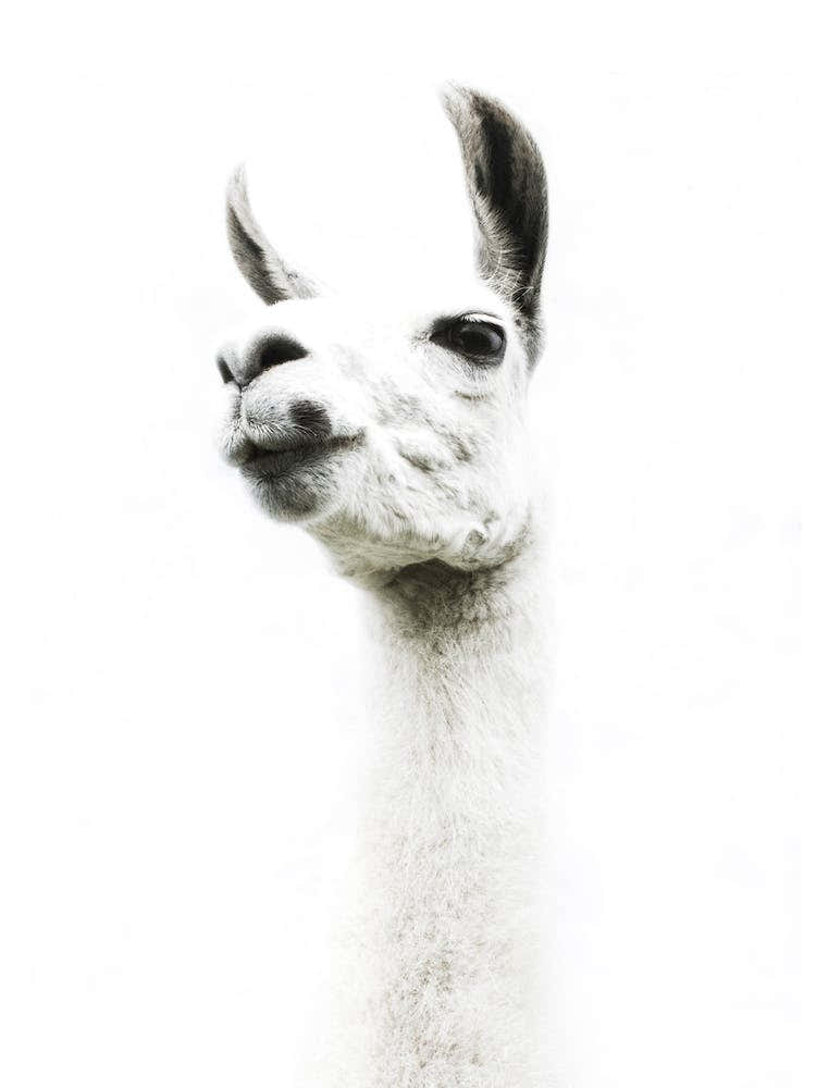 Llama I