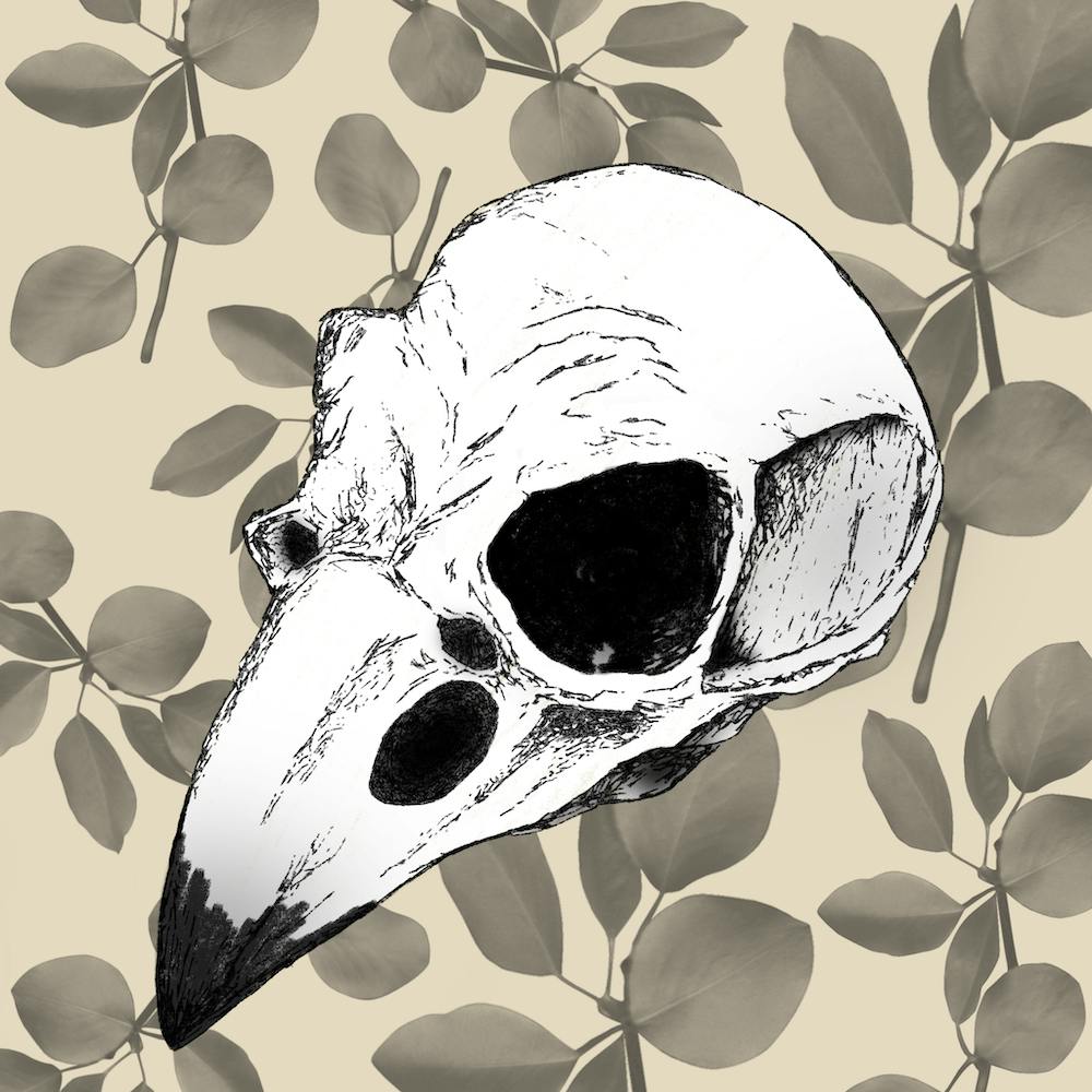 Crow Skull