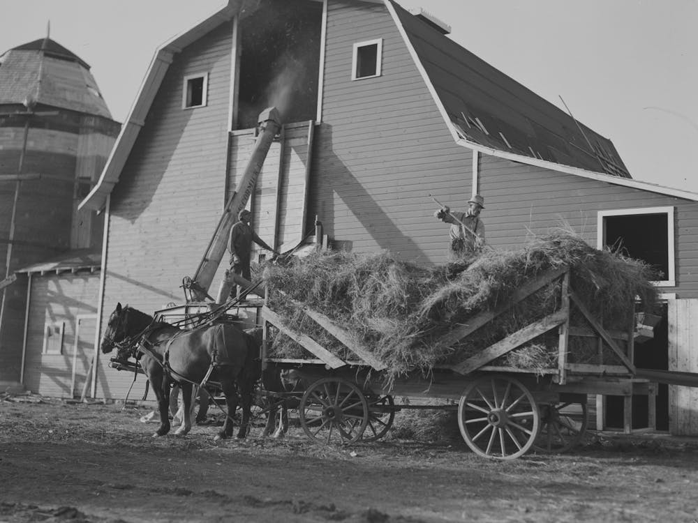 Threshing Alfalfa Seed Near Littlefork, Minnesota By Russell Lee