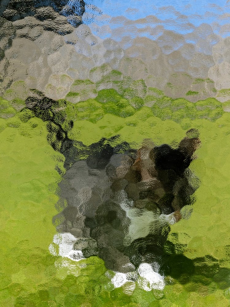 Kitty in the garden