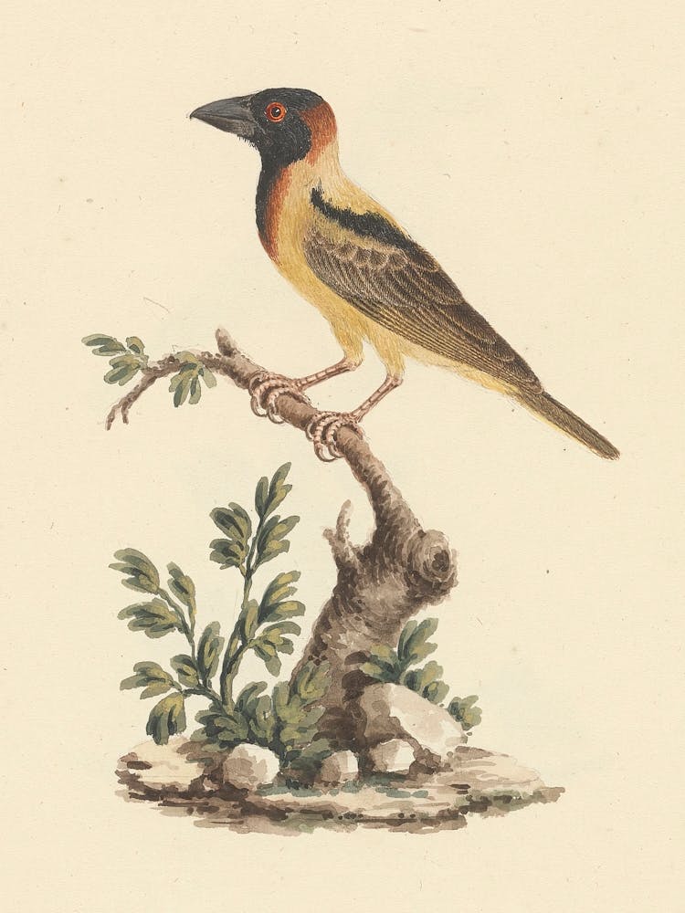 Black Headed Abyssinian Oriole, Luigi Balugani