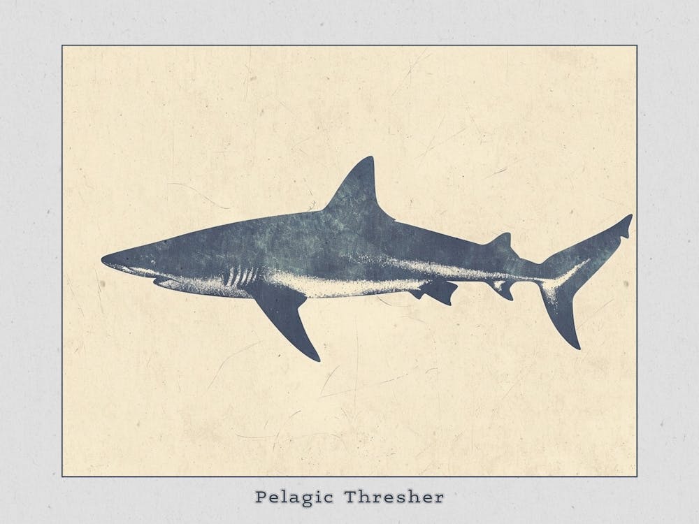 Pelagic Thresher Shark Grey Silhouette 1 Poster