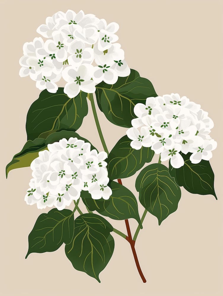 Hydrangea 9