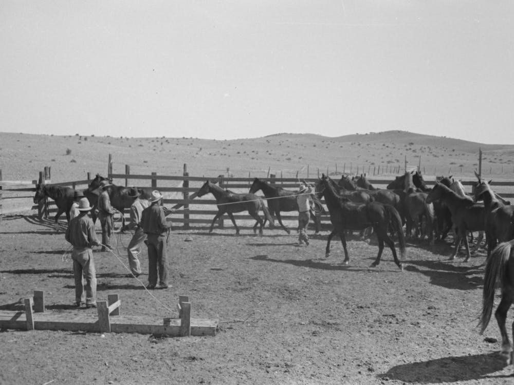 Cowboys Roping And Saddling Horses, Corral At Ranch Near Marfa, Texas par Russell Lee