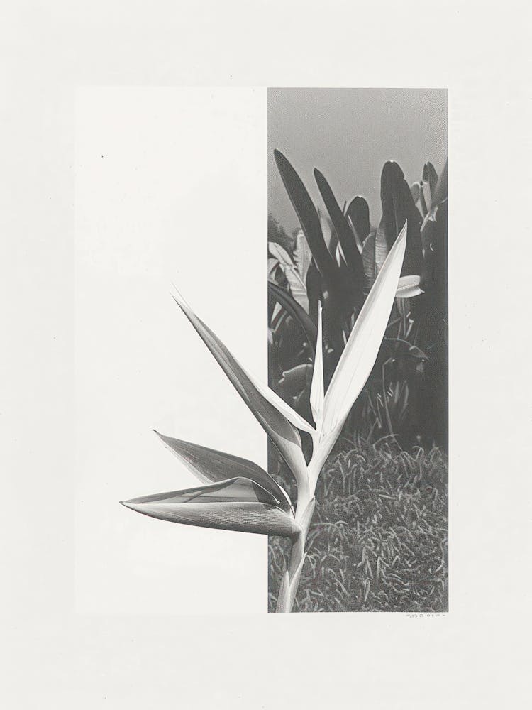 Fleur D'Oiseau De Paradis Collage Photo 1