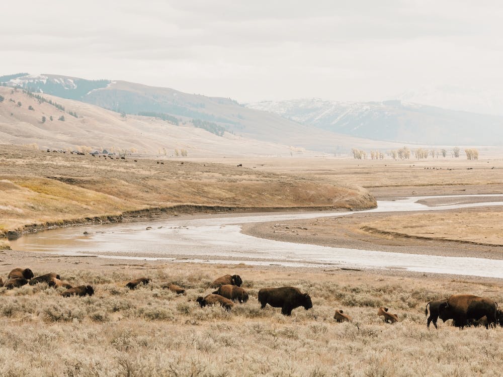 Bison Near River