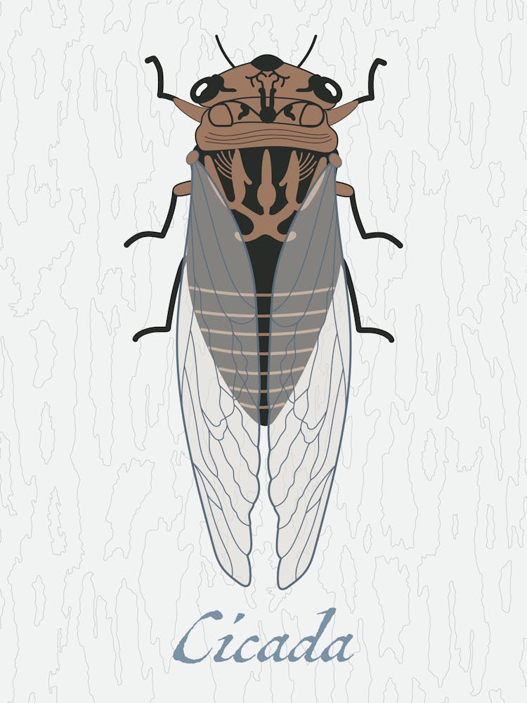 Cicada Bug Insect Australia Beetle 8