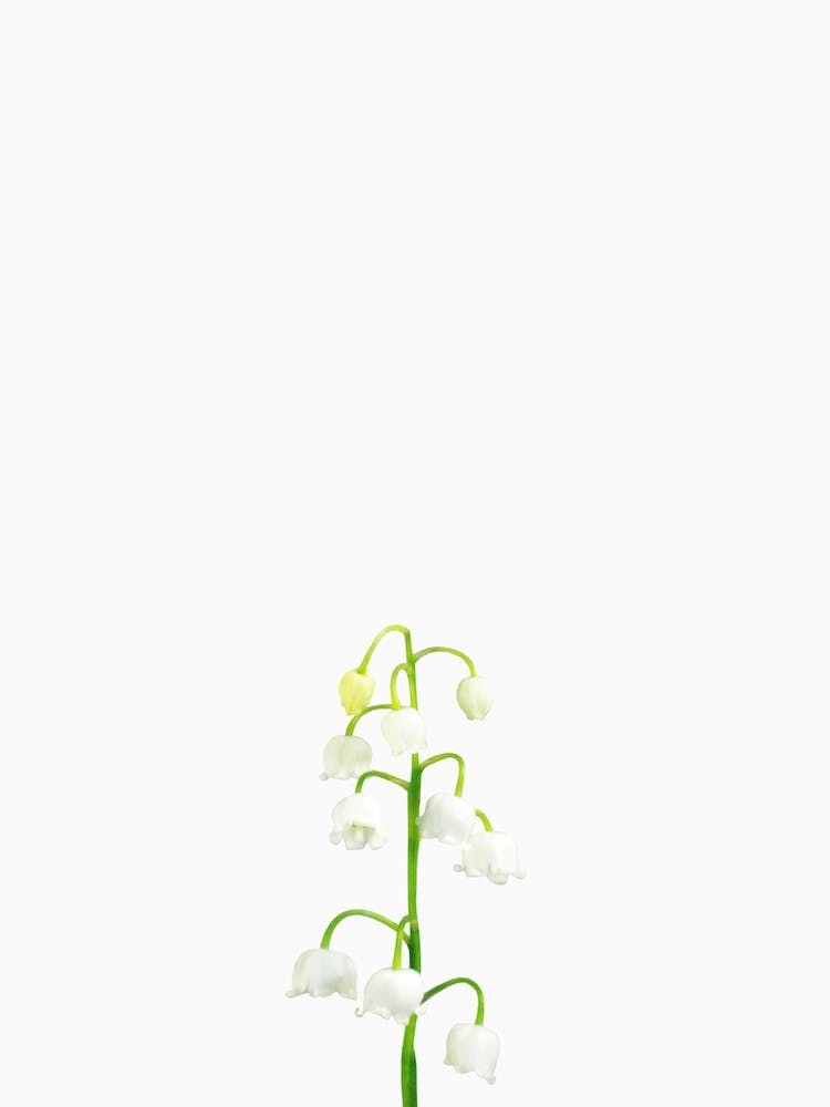 Lily of Valley