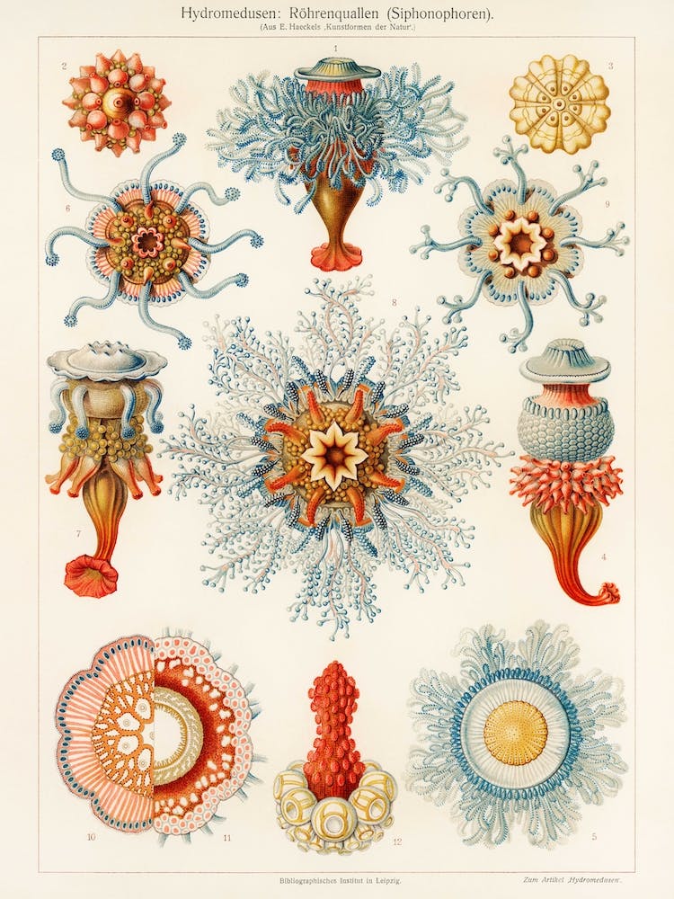 Vintage Jellyfish Illustration