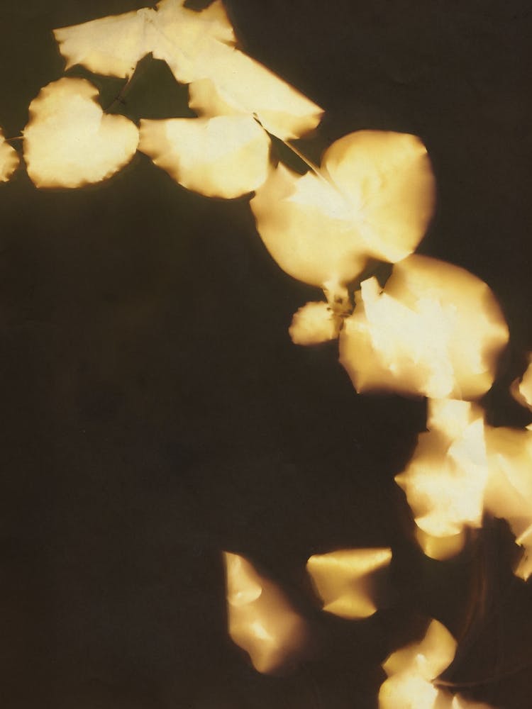 Eucalyptus Lights I