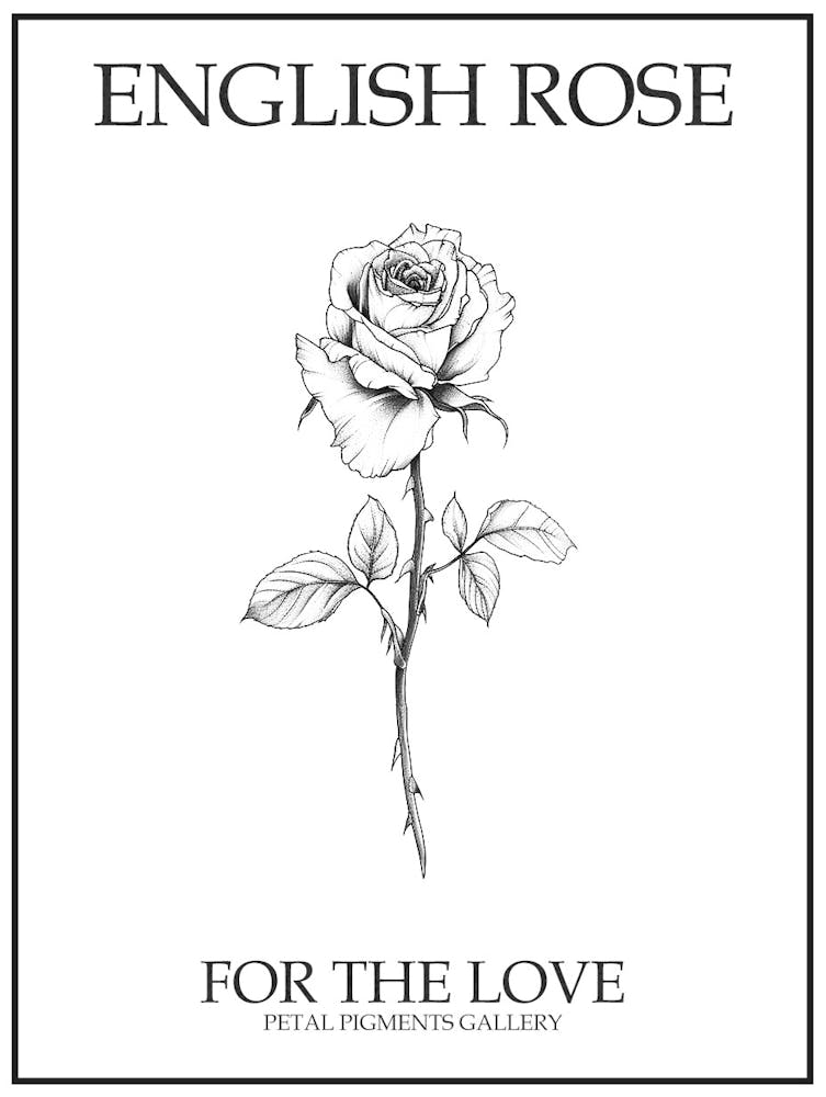 English Rose Black And White Line Drawing 15 Poster