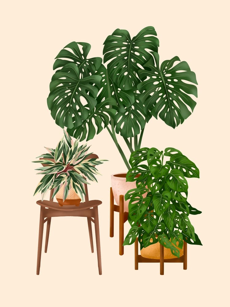 Indoor Plants 4