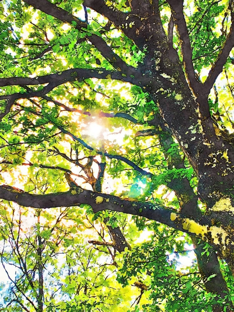 Sun Through Green Leaves