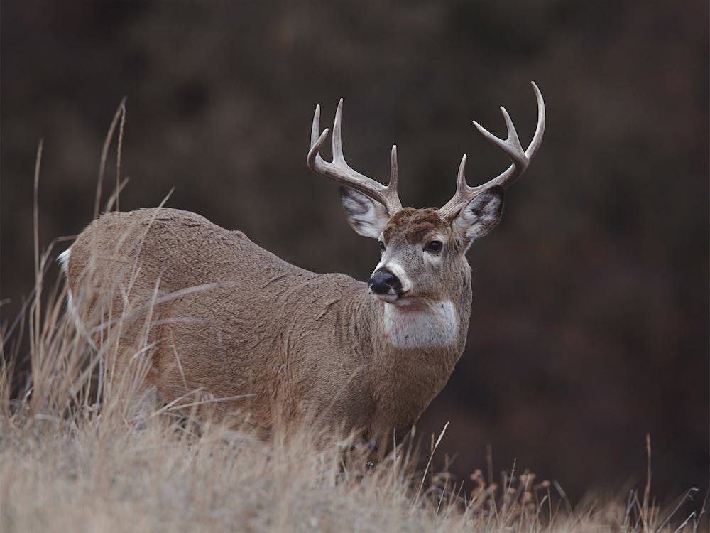 Rustic Wildlife Deer