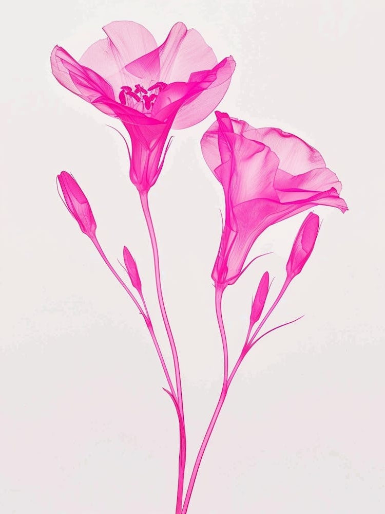 Hot Pink Lisianthus 2