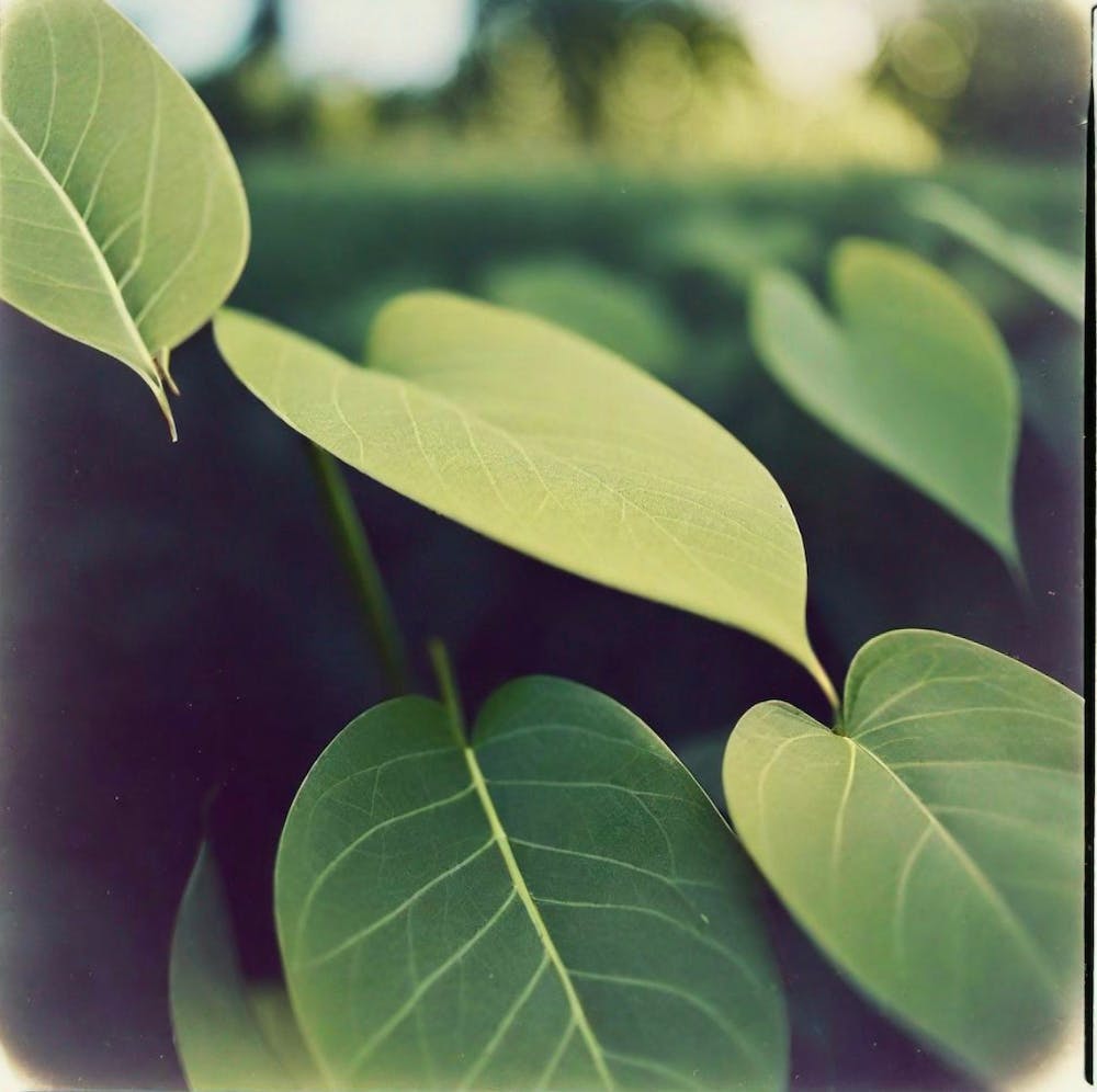 Polaroid of leaves