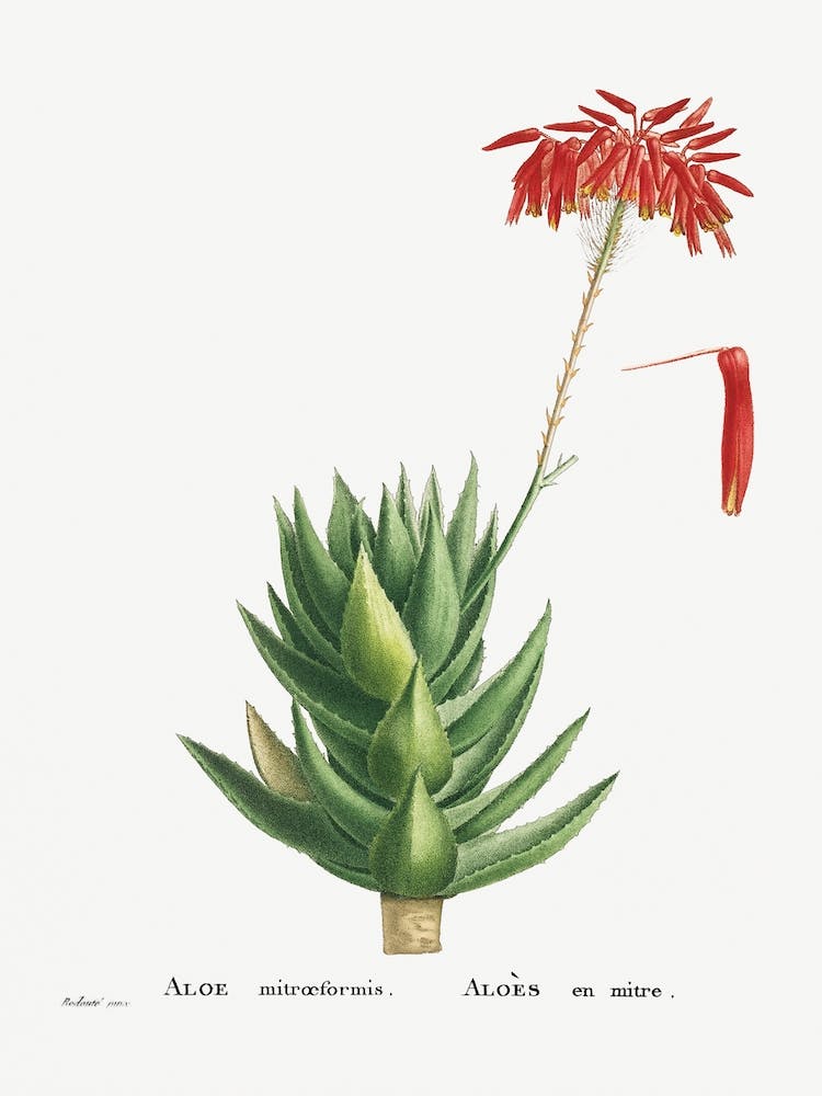 Aloe Mitroeformis From Histoire Des Plantes Grasses, Pierre Joseph Redouté
