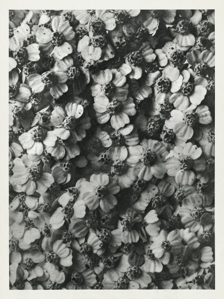 Achillea Millefolium (Common Yarrow) (1928), Karl Blossfeldt