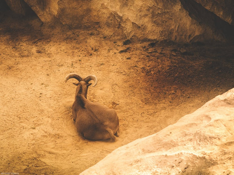A Mountain Goat In A Frame Of Rocks