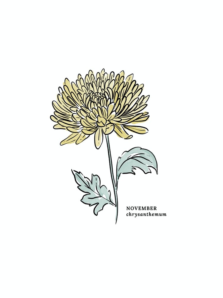 November Chrysanthemum Birth Flower 1