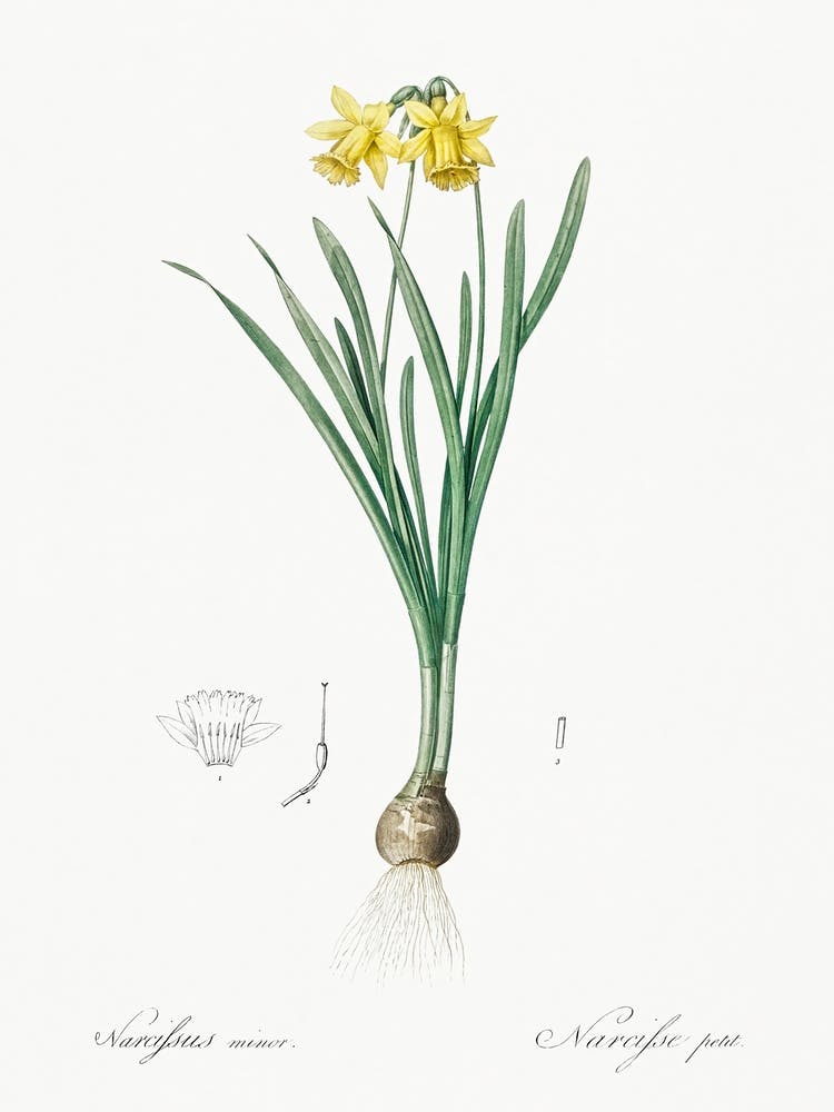 Lesser Wild Daffodil Illustration From Les Liliacées (1805), Pierre Joseph Redoute