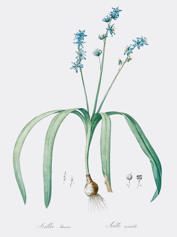Star Squill Illustration From Les Liliacées (1805), Pierre Joseph Redoute
