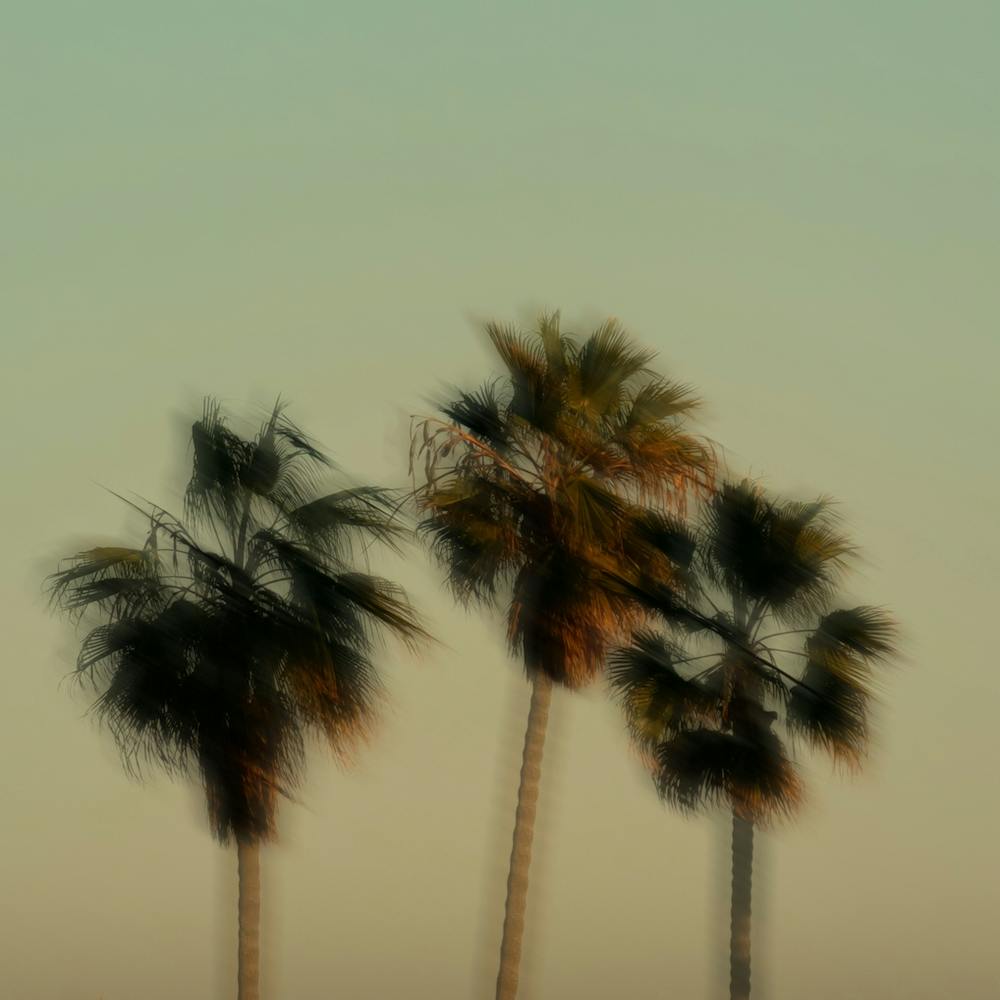 California Palm Trees Square Blurry Pastel Colors Minimalist