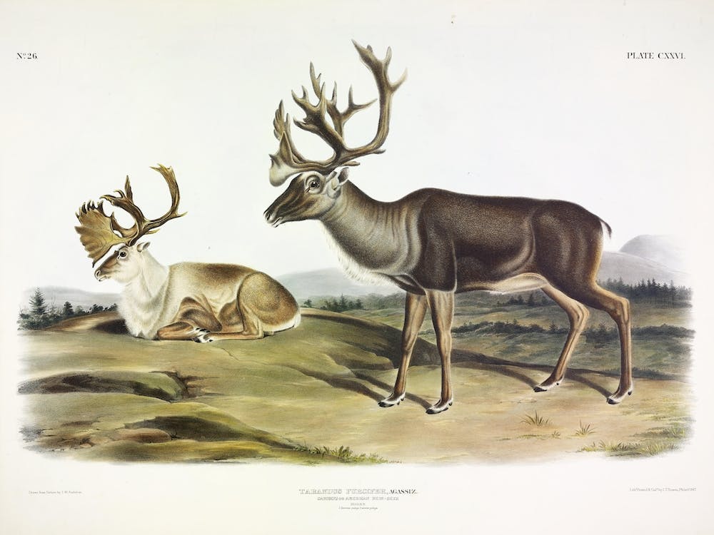 American Reindeer, John James Audubon