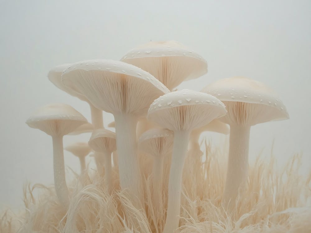 White Mushrooms